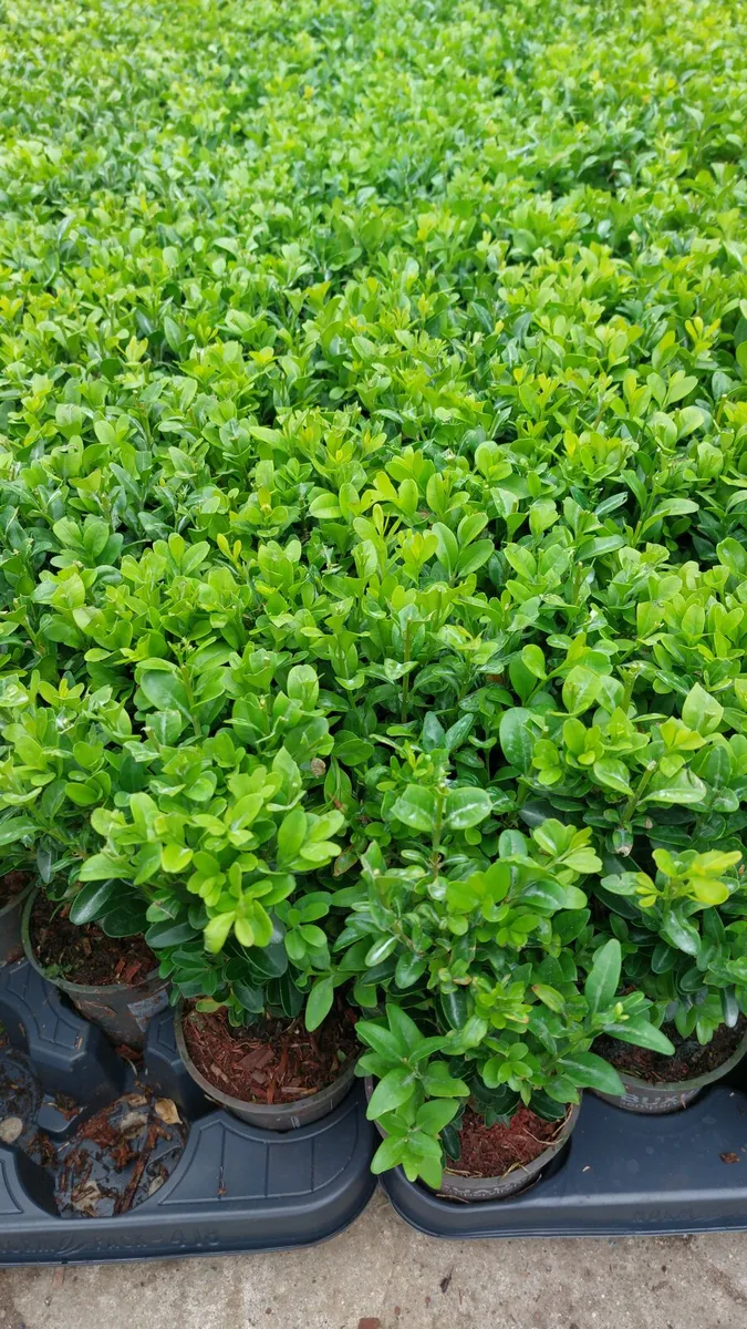 Box Hedging - Image 4