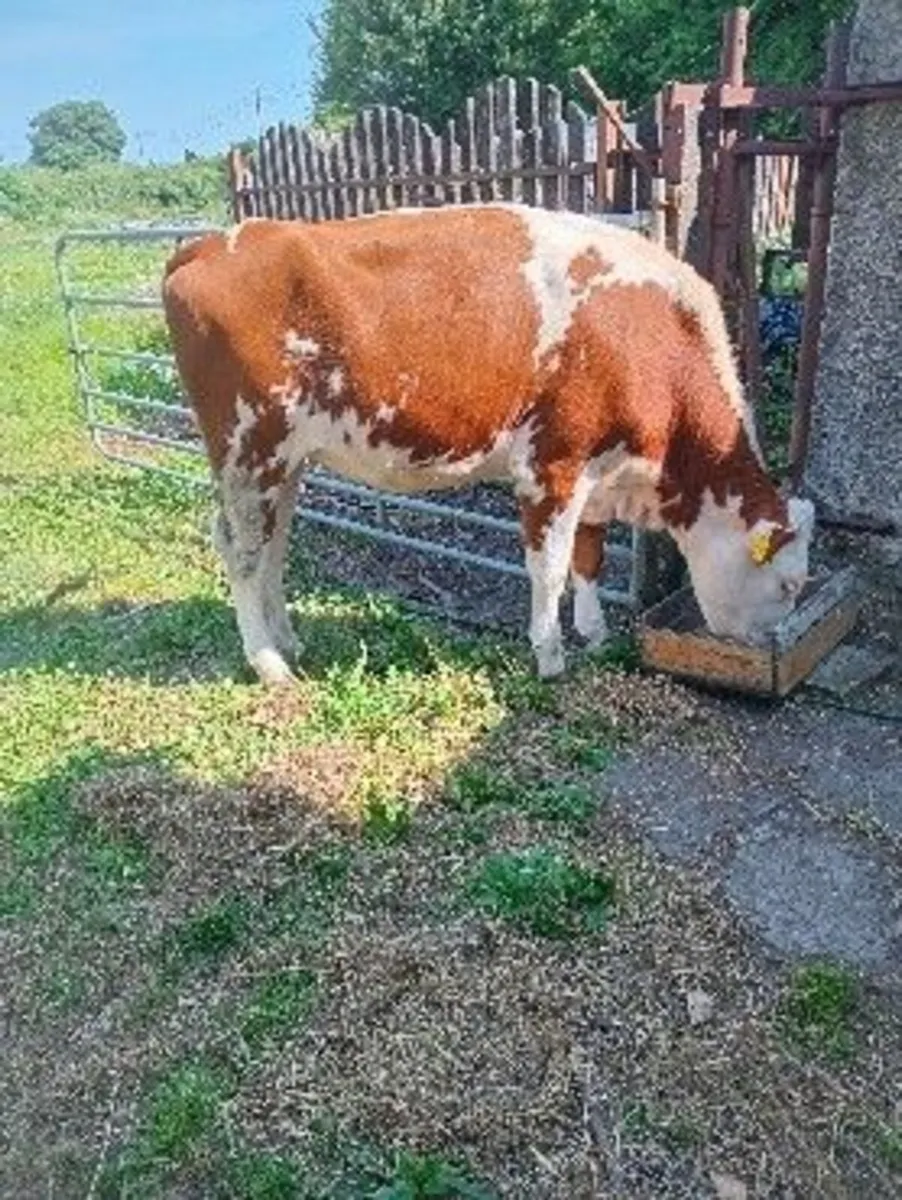 heifer for sale - Image 1