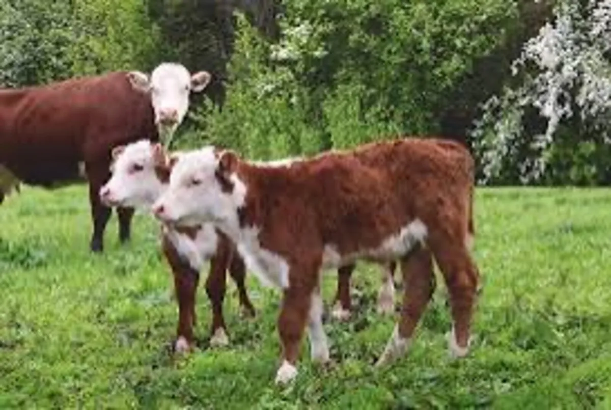 Looking for farm work