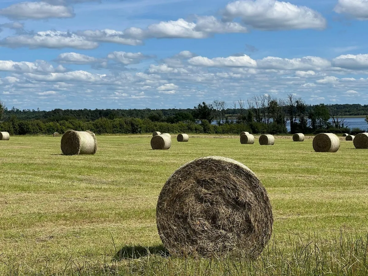 Super Quality HAY