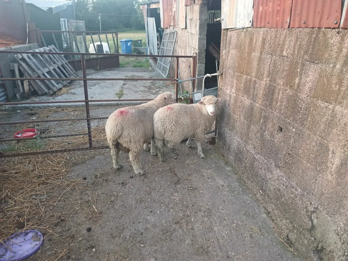 Sheep - Image 1