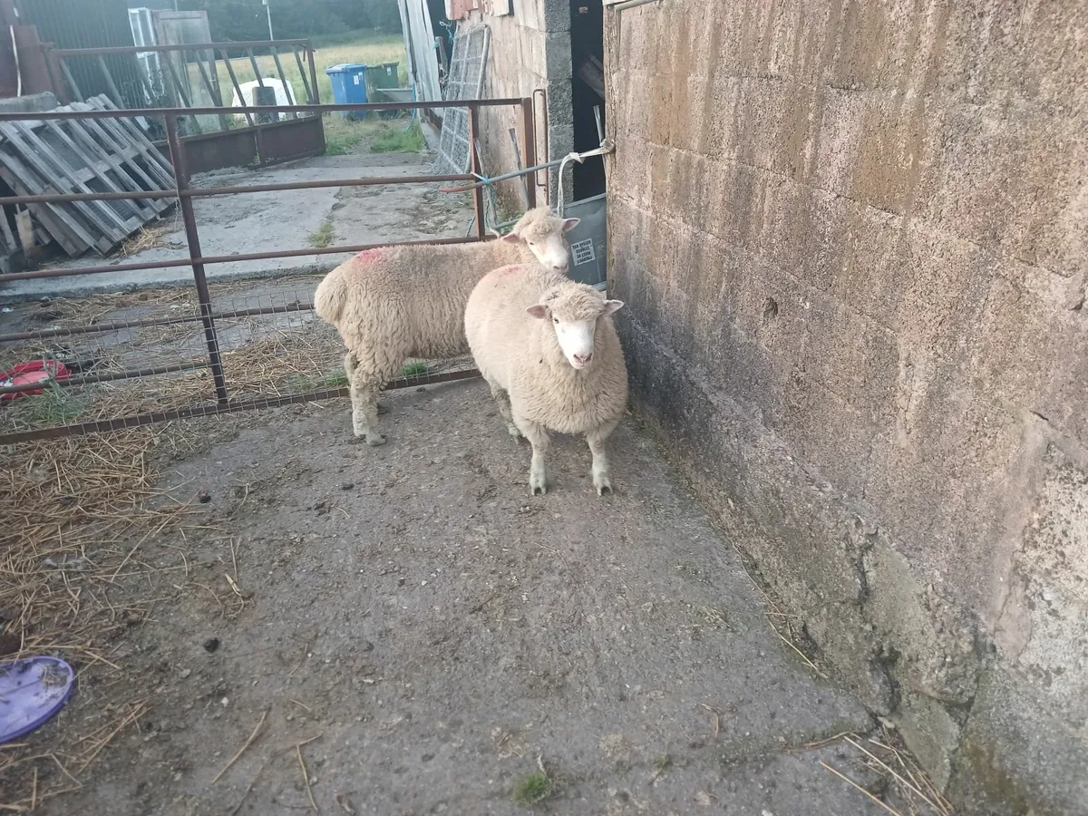 Sheep - Image 2