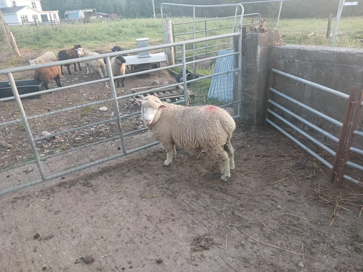 Sheep - Image 3