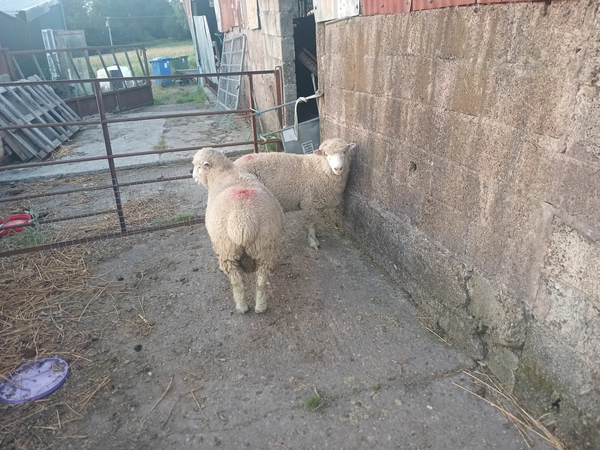 Sheep - Image 4