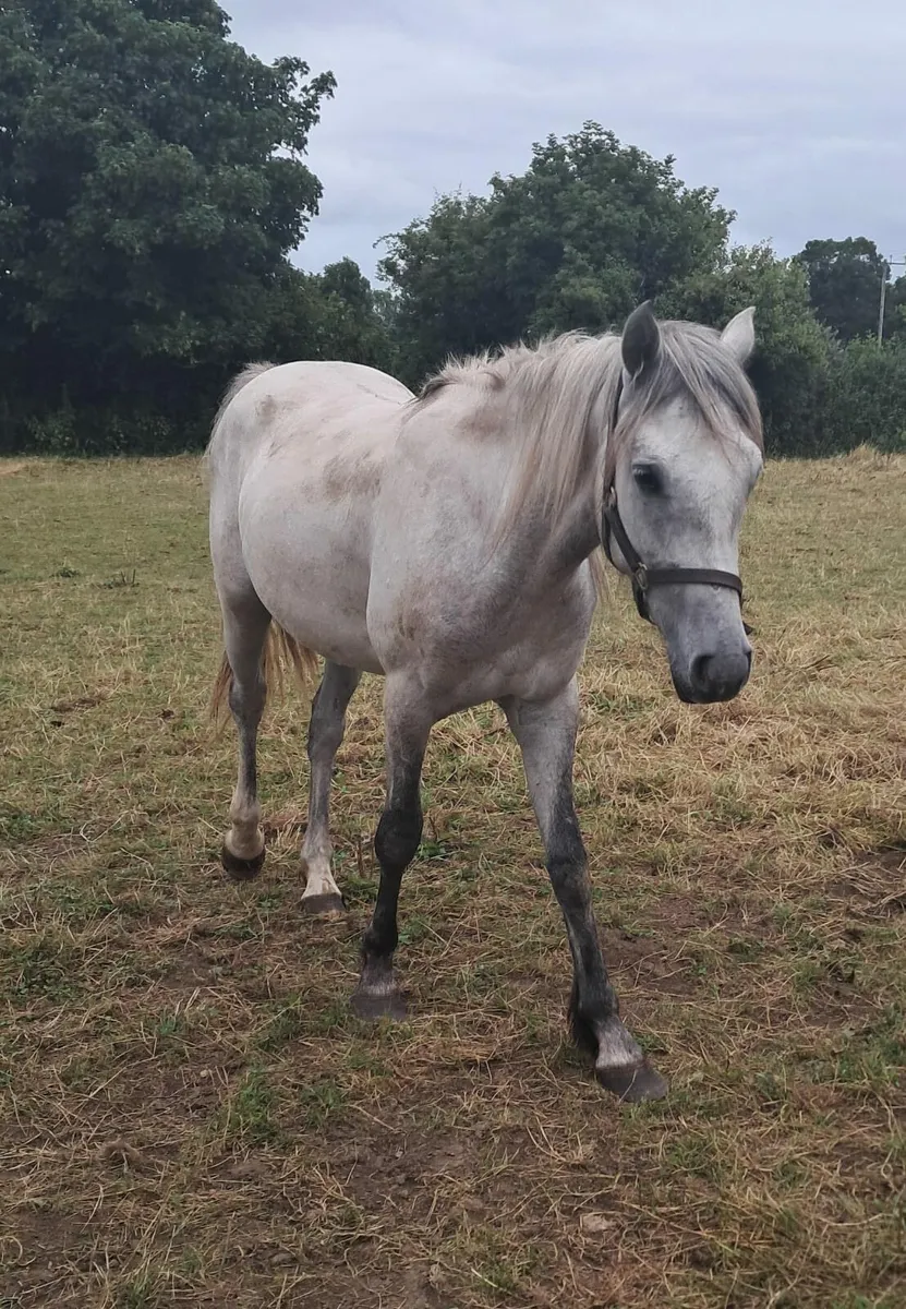 mare and 2 year old gelding - Image 4