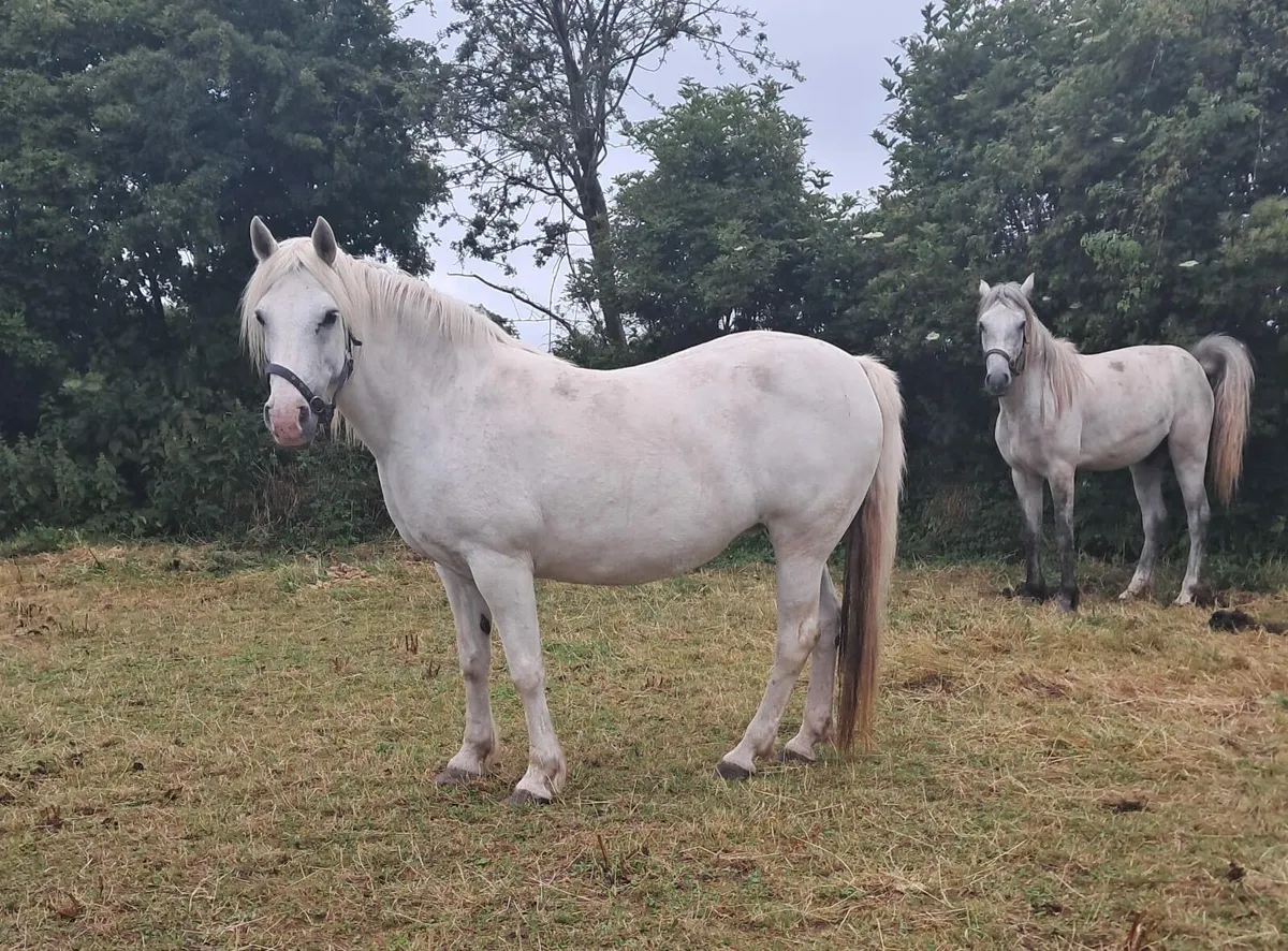 mare and 2 year old gelding - Image 1