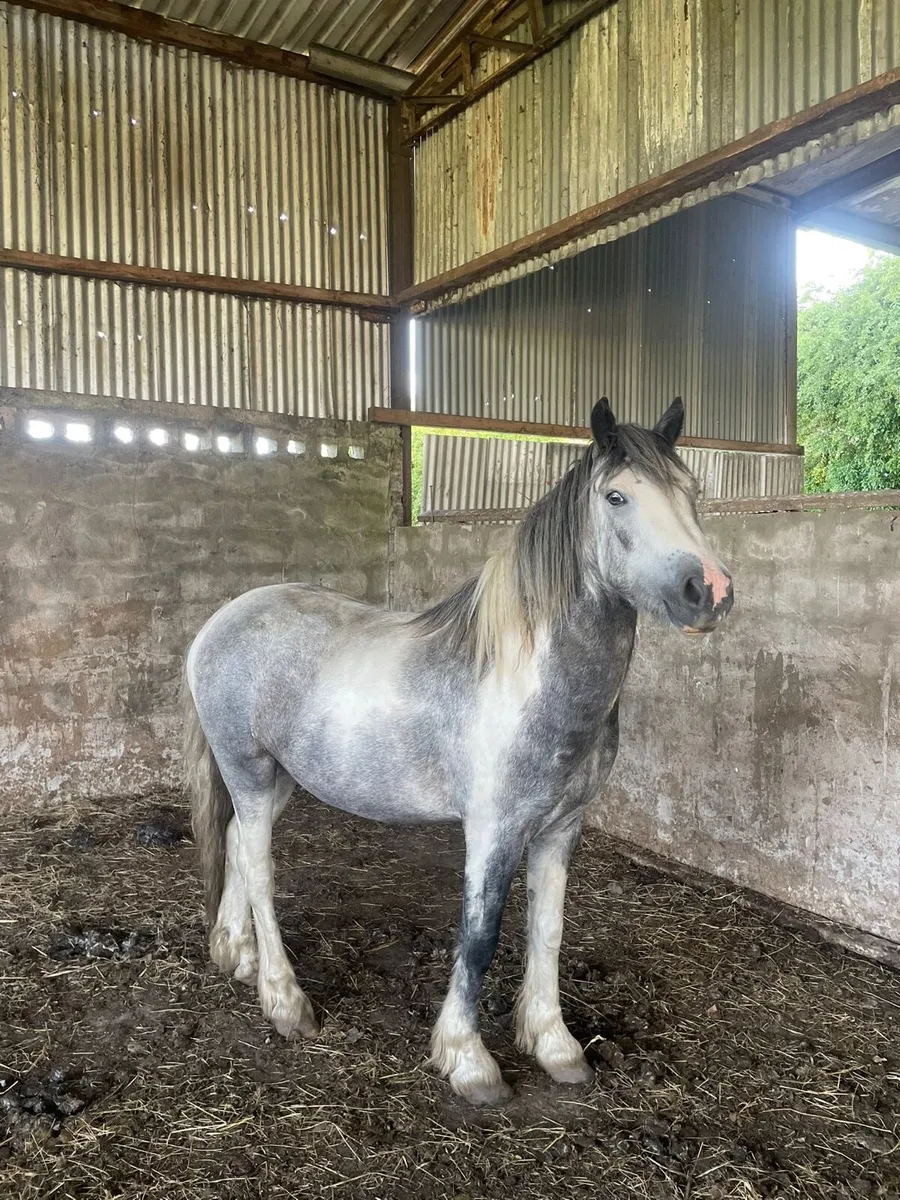 Gelding pony - Image 1