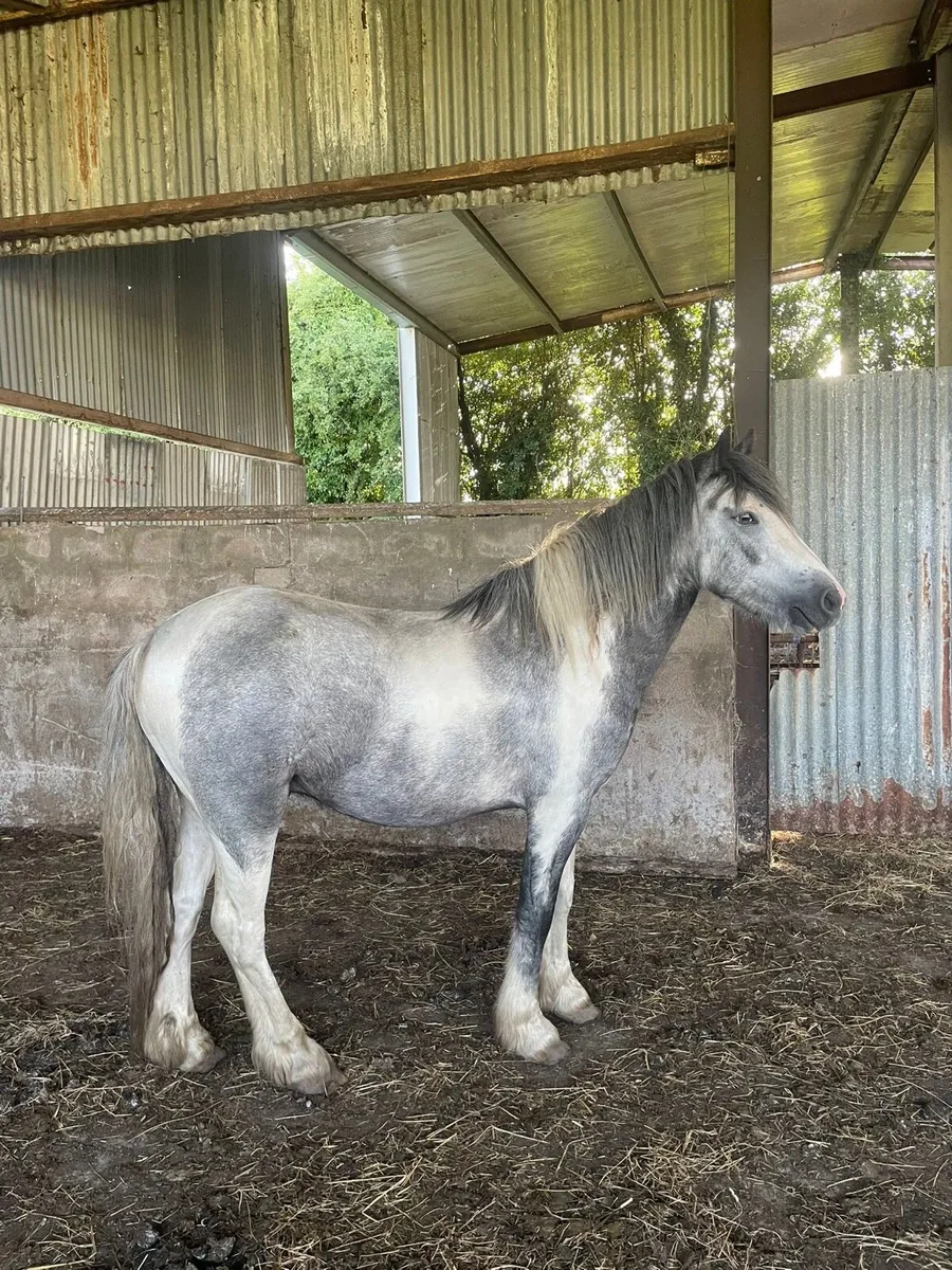 Gelding pony - Image 2