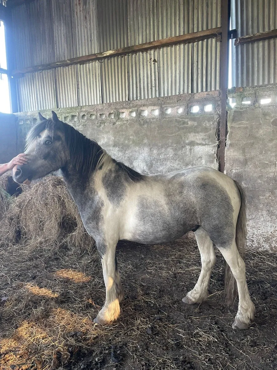 Gelding pony - Image 3