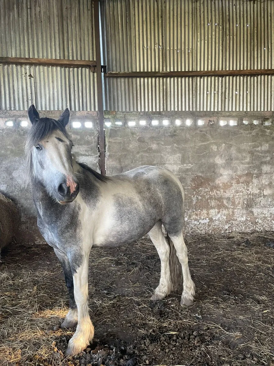 Gelding pony - Image 4