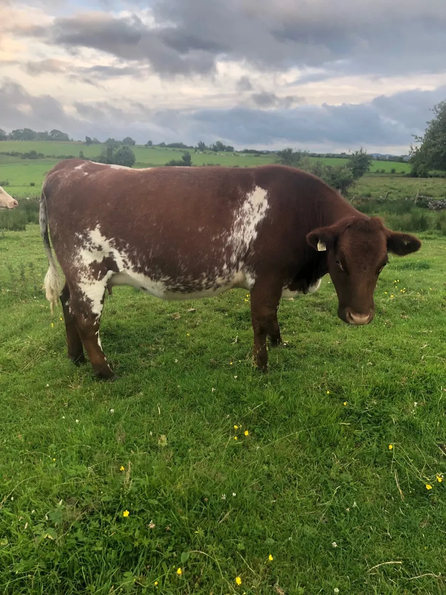 Roan incalf heifers - Image 1
