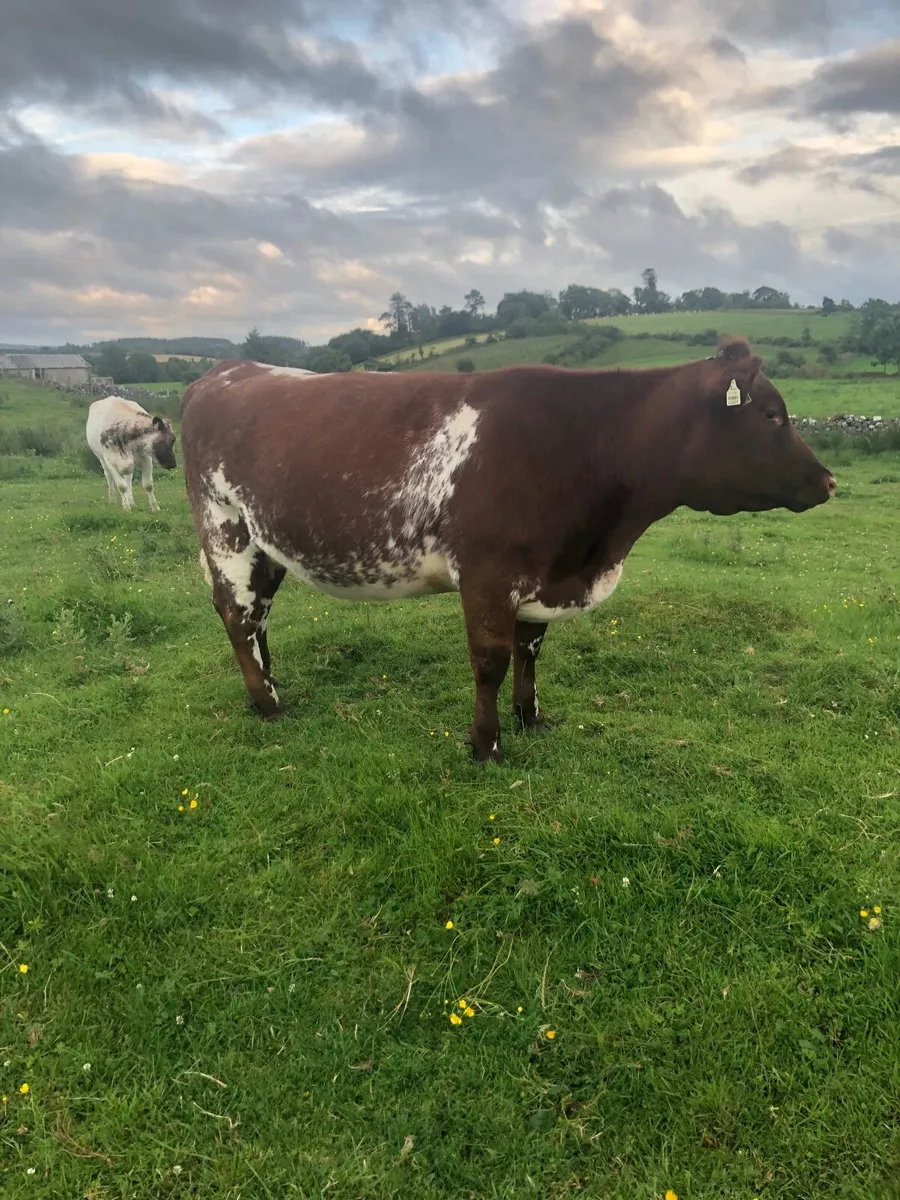 Roan incalf heifers - Image 2