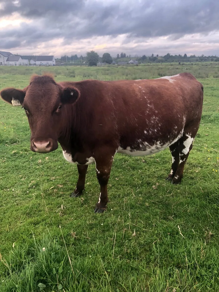 Roan incalf heifers - Image 3