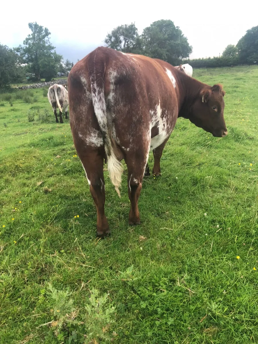 Roan incalf heifers - Image 4