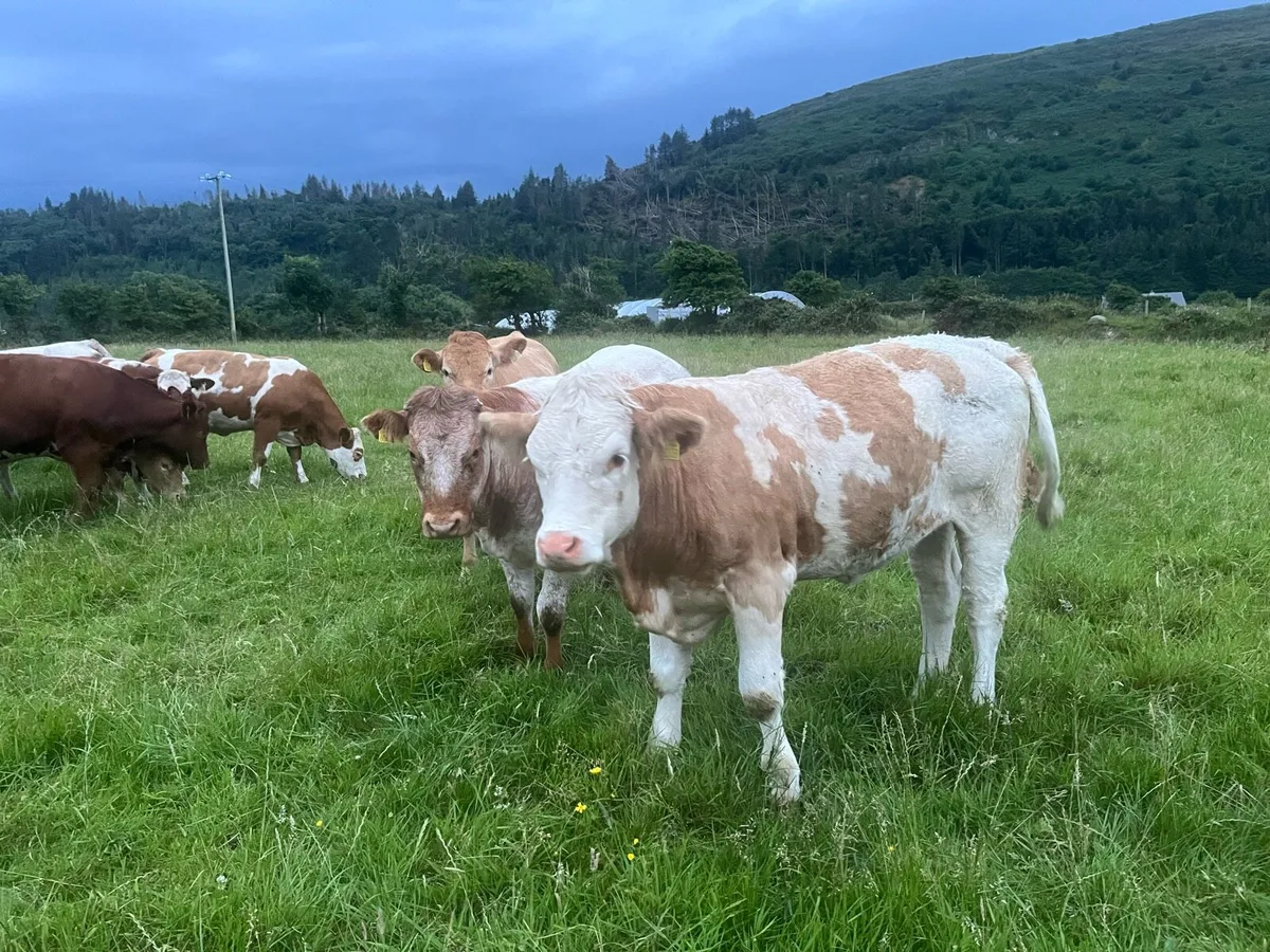 Heifers - Image 2