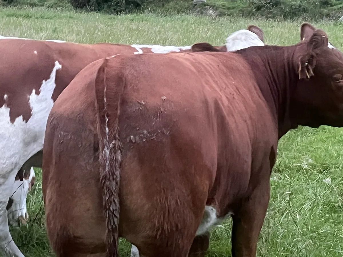 Heifers - Image 4