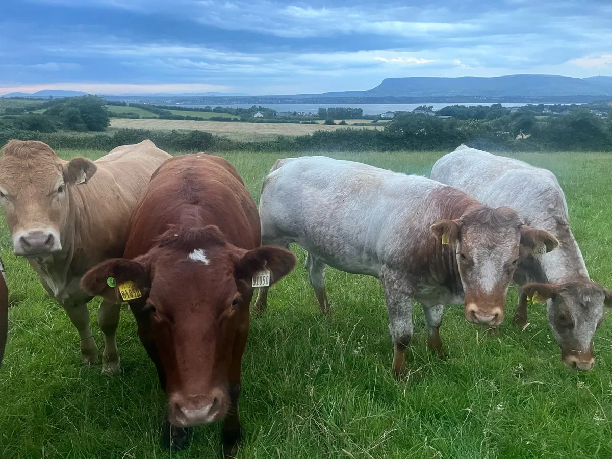 Heifers - Image 1