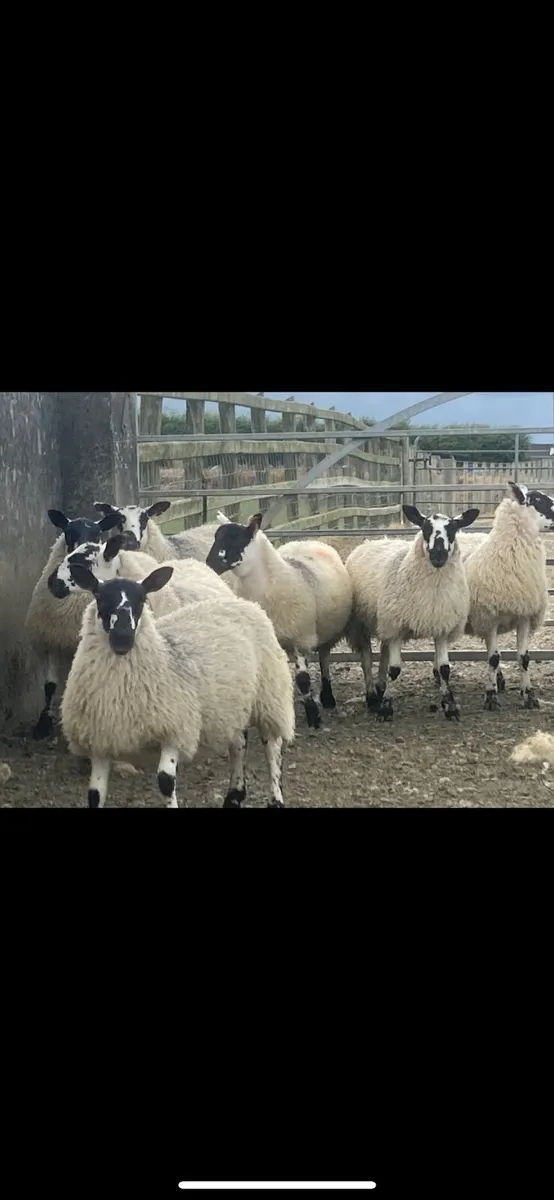 Ewe Lambs - Image 4