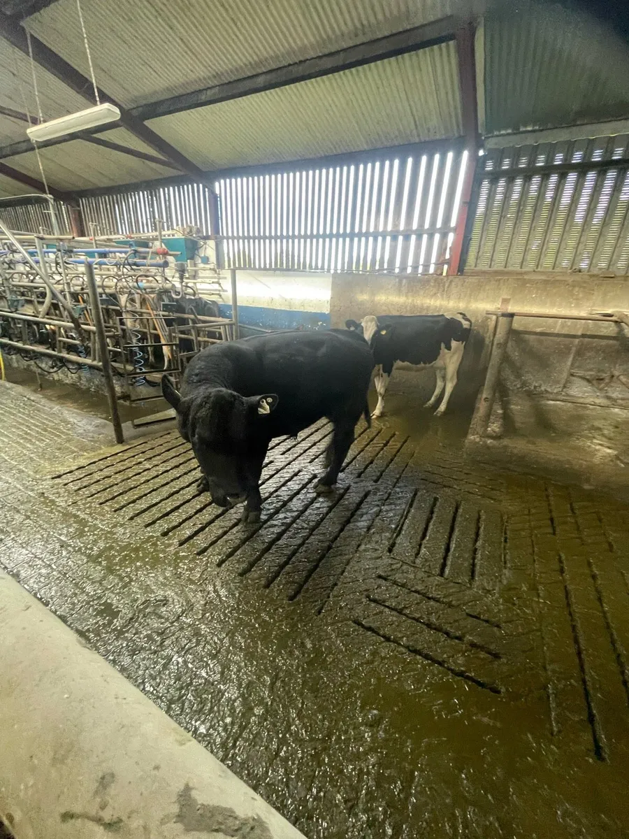 Bull - Image 2