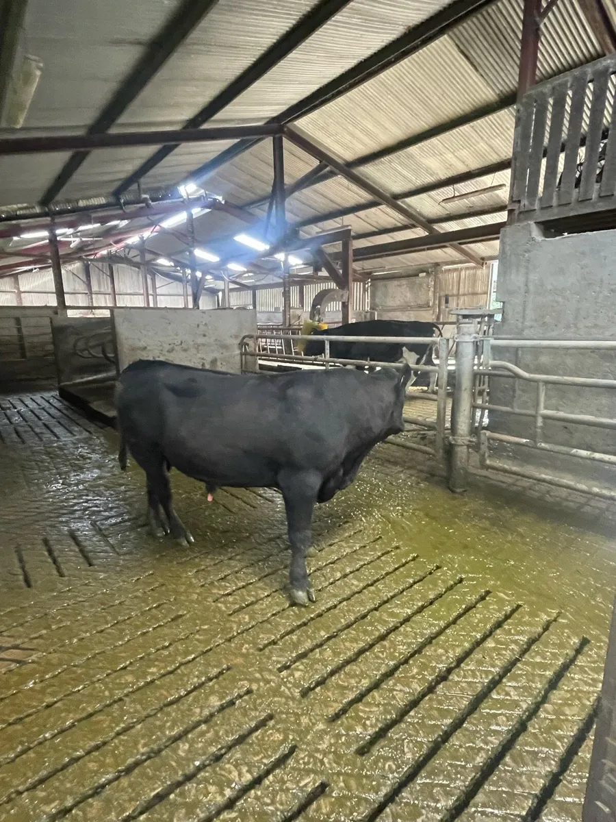 Bull - Image 4