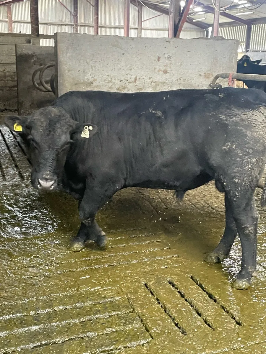 Bull - Image 1
