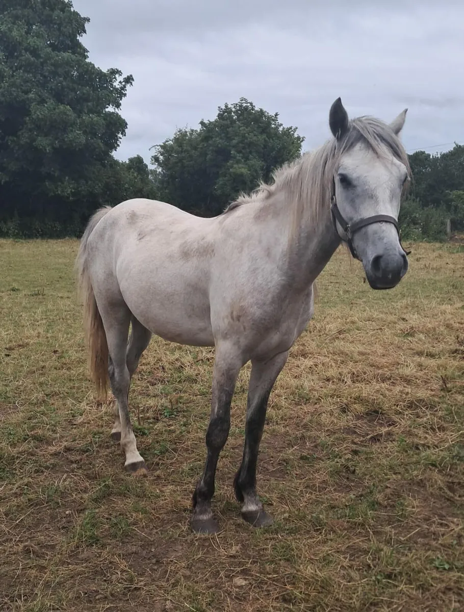 mare and 2 year old gelding - Image 2