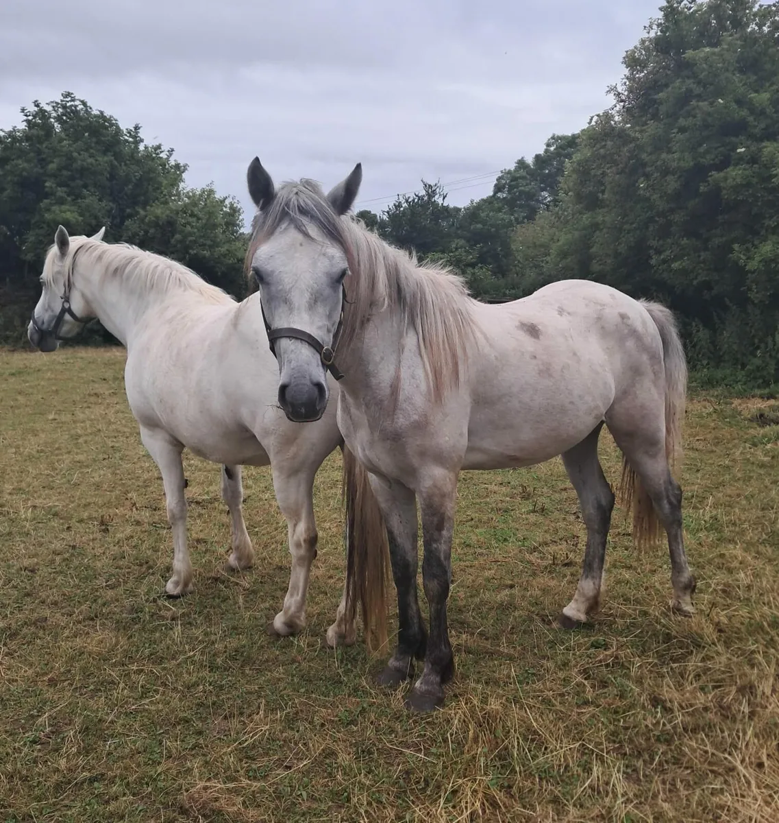 mare and 2 year old gelding - Image 3