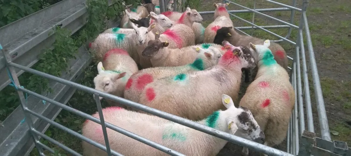 25 ewe lambs - Image 4