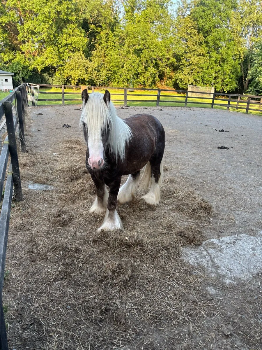Silver Dapple Colt 3 year old - Image 3