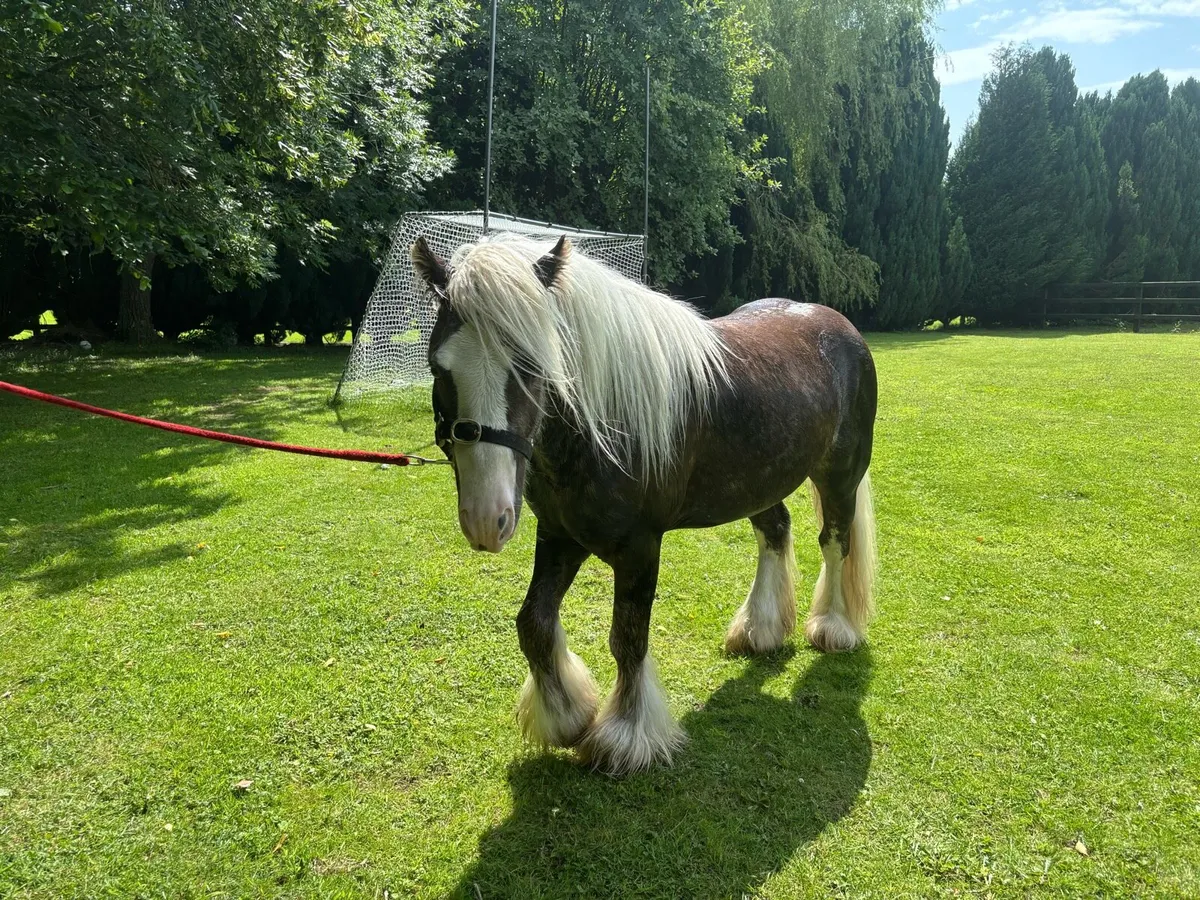 Silver Dapple Colt 3 year old - Image 4