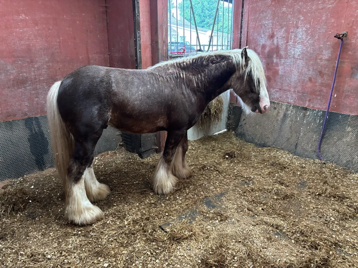 Silver Dapple Colt 3 year old - Image 2
