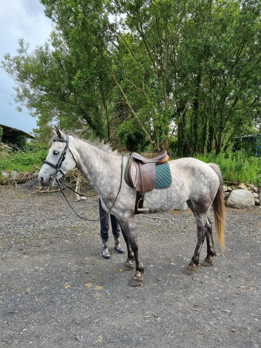 Very calm 5 year old Connemara and Shetland - Image 3