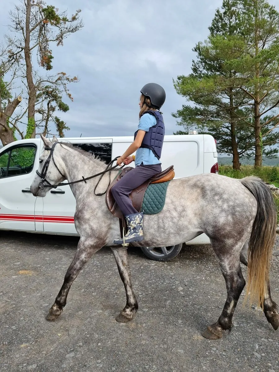 Very calm 5 year old Connemara and Shetland - Image 2