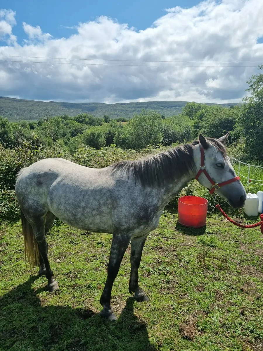 Very calm 5 year old Connemara and Shetland - Image 4