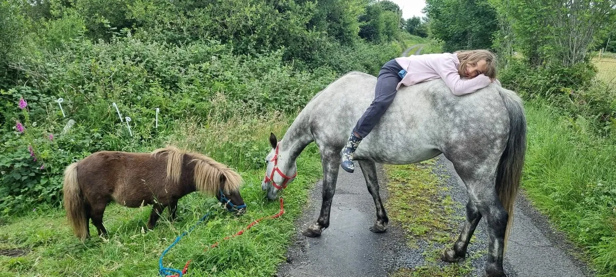 Very calm 5 year old Connemara and Shetland - Image 1