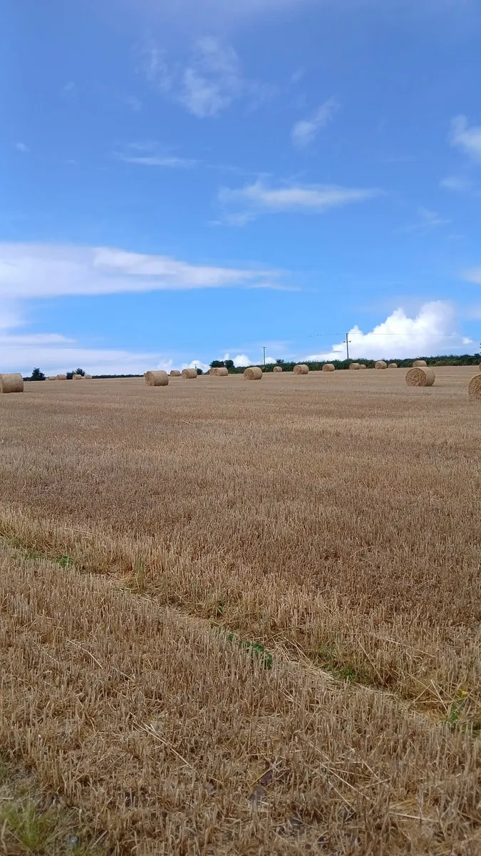 Straw for sale,midleton ,cork - Image 3