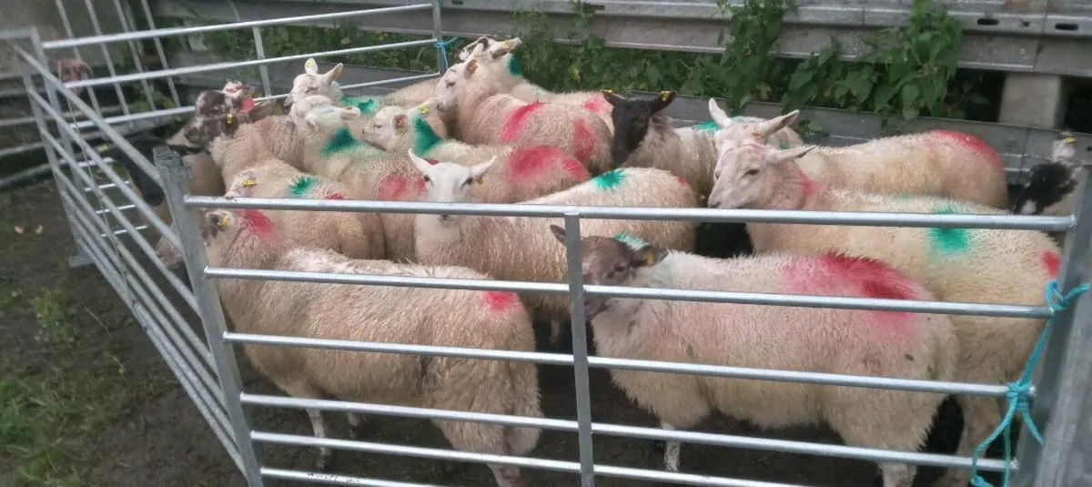 25 ewe lambs - Image 1