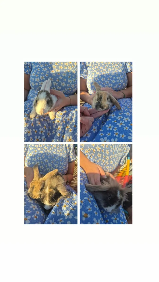 Rabbit Starter packs - Image 2