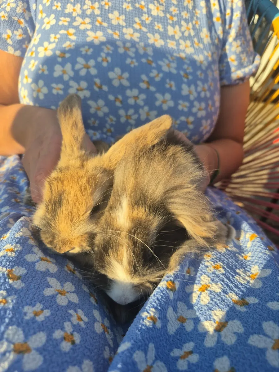 Mini Lops - Image 3