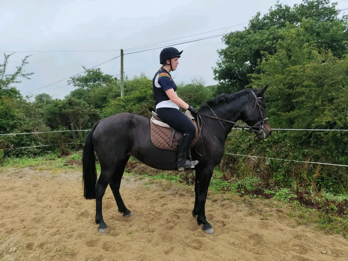 Quality 7 year old 148cms Black Mare - Image 1