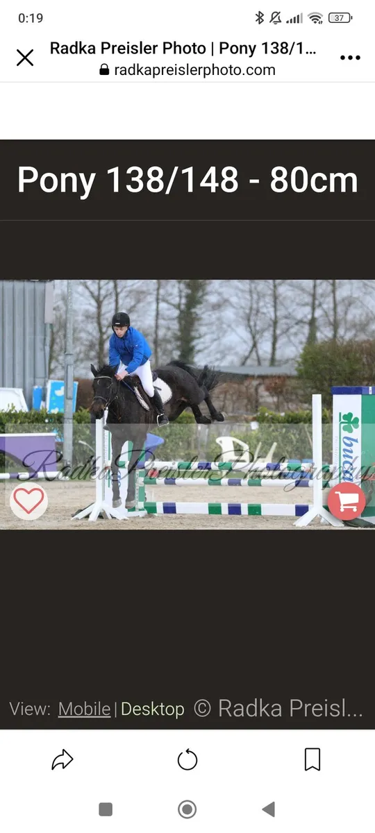 Quality 7 year old 148cms Black Mare - Image 2