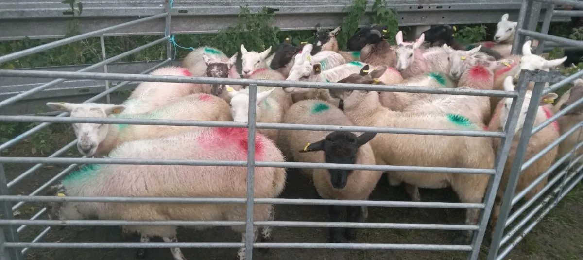 25 ewe lambs - Image 2