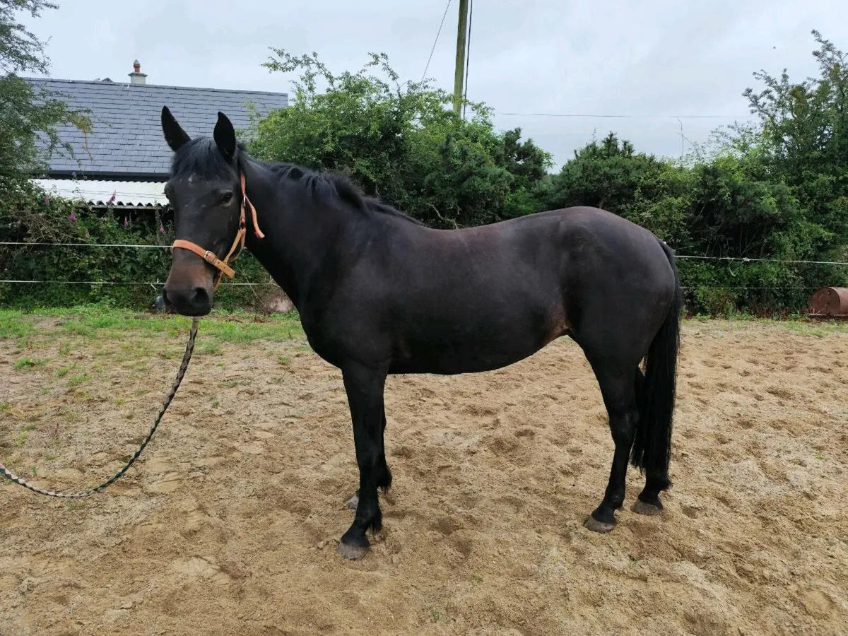 Quality 7 year old 148cms Black Mare - Image 3