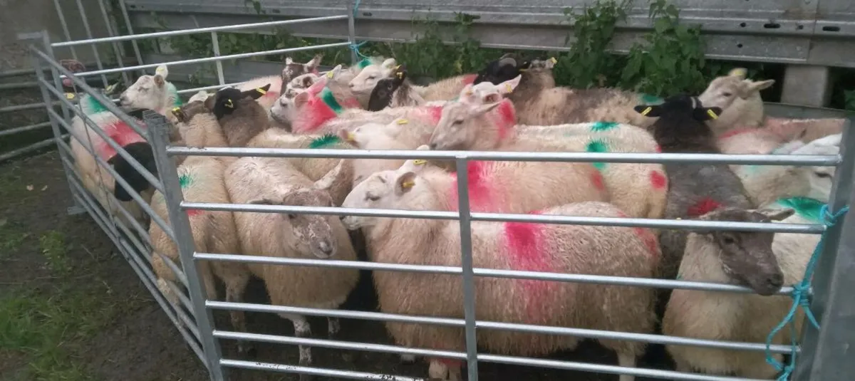 25 ewe lambs - Image 3
