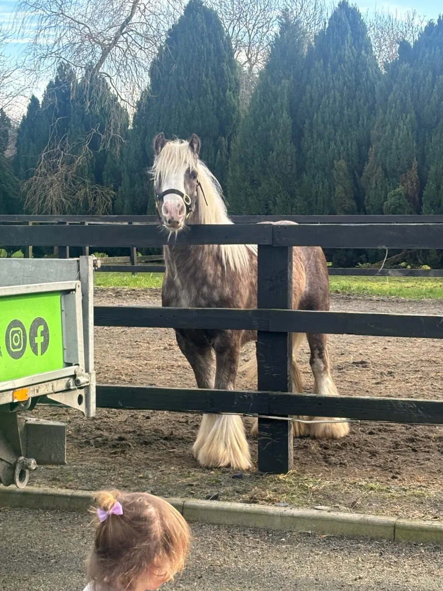 Silver Dapple Colt 3 year old 12h - Image 1