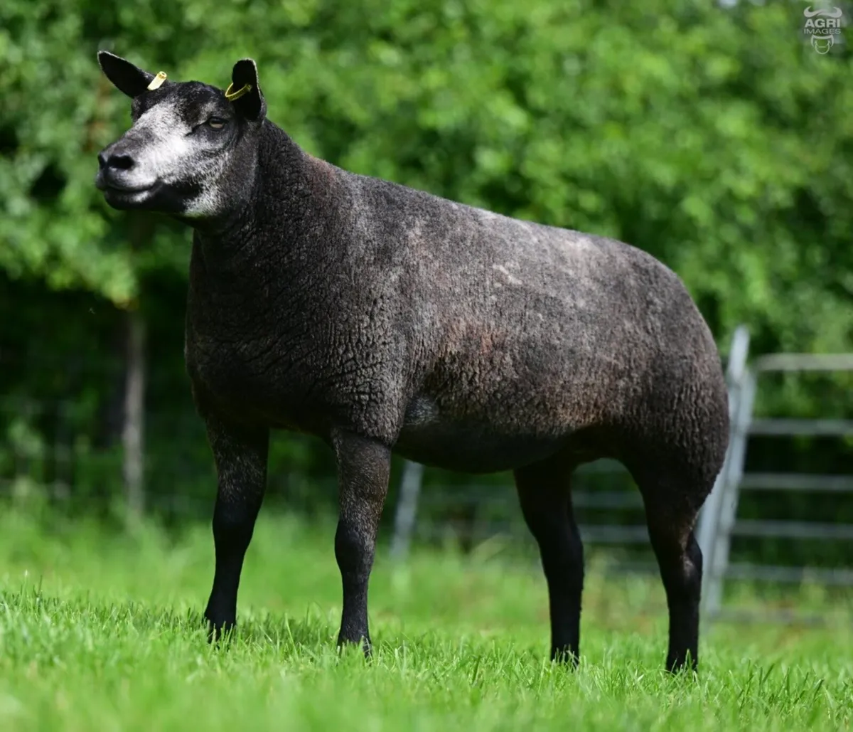 Powerful Blue Texel shearling ewe - Image 1