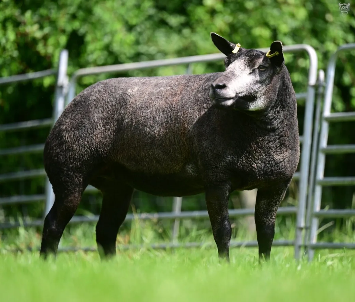 Powerful Blue Texel shearling ewe - Image 2