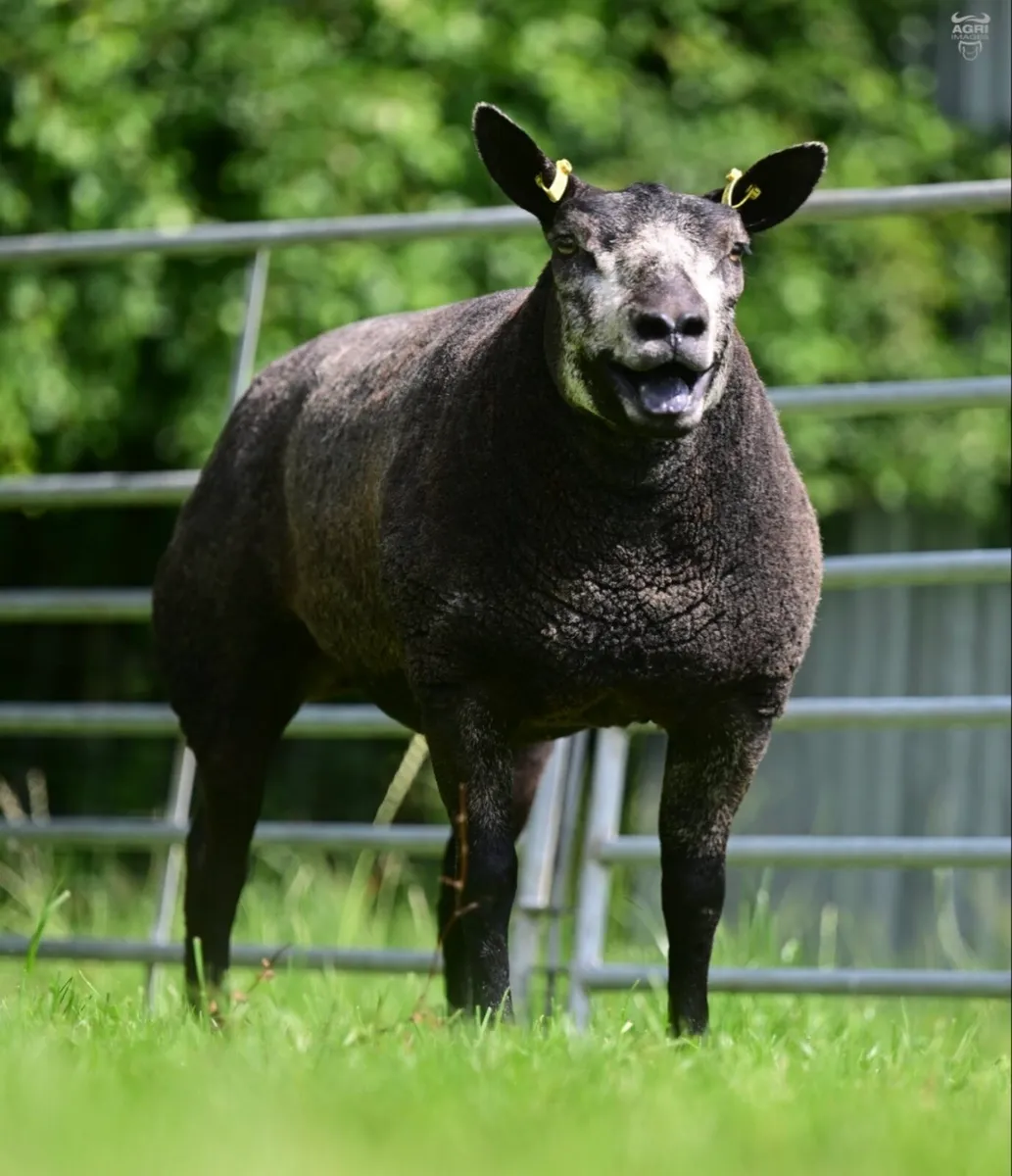 Powerful Blue Texel shearling ewe - Image 4