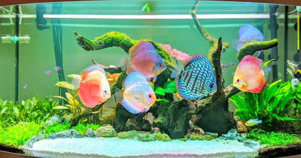 Fish tank set (Juwel Vision180) for sale - Image 3