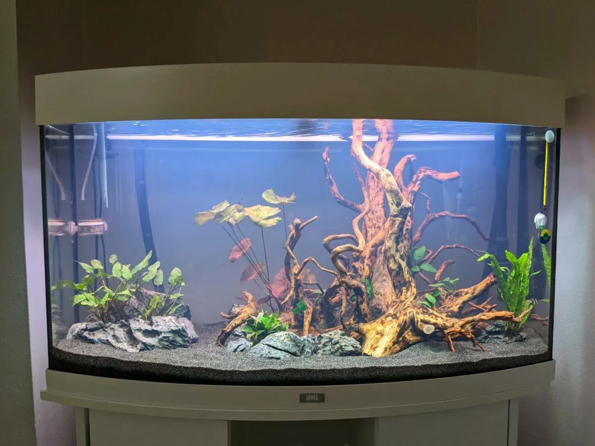 Fish tank set (Juwel Vision180) for sale - Image 1